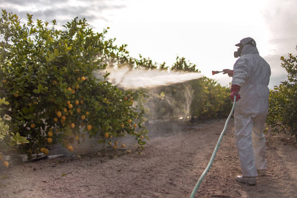 Best Affordable Pest Control Services  in Edwards, MS
